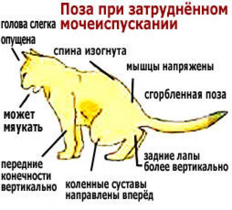 Лечение мочекаменной болезни (мкб) у котов: симптомы, куда обратиться в москве | ветеринарная клиника ирины оныщук