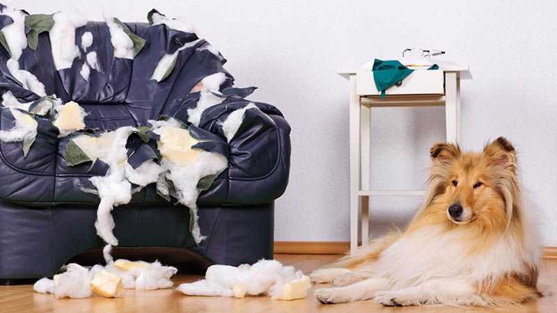 Что делать, если собака грызет вещи и мебель, как отучить ее это делать? как отучить собаку грызть вещи в отсутствие хозяина: проверенные методы воспитания, распространенные ошибки владельцев четверон