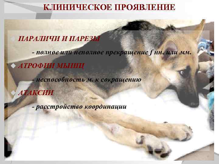 ᐉ атаксия - как лечить у собак - ➡ motildazoo.ru