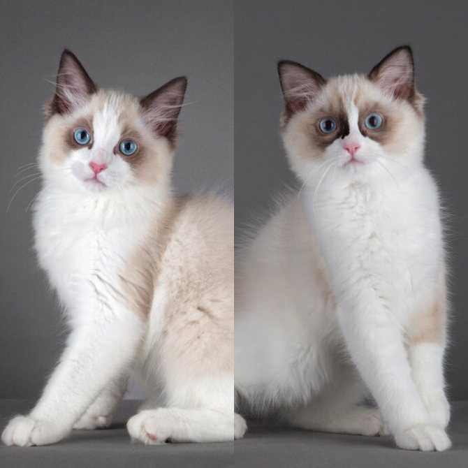 Рэгдолл – крупные кошки с добрым нравом и голубыми глазами - мир кошек