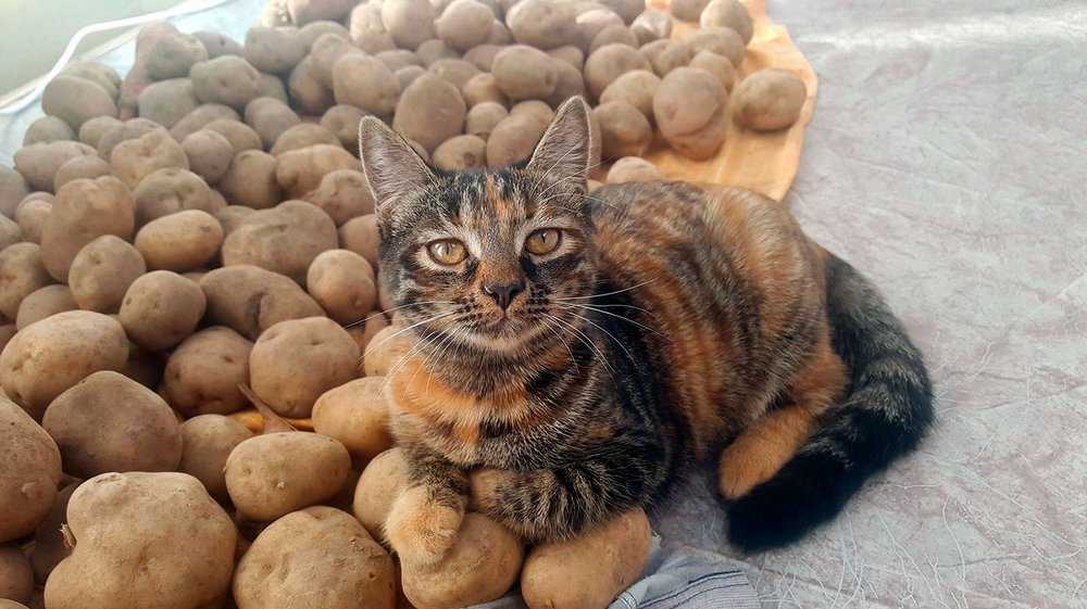 Можно ли кошке давать картошку: польза и вред, как включать в рацион