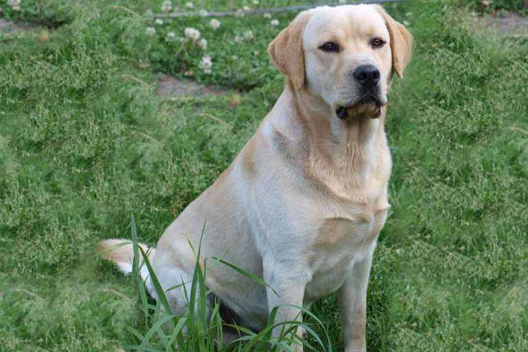Лабрадор: характеристика и описание породы, отзывы владельцев и цена щенка