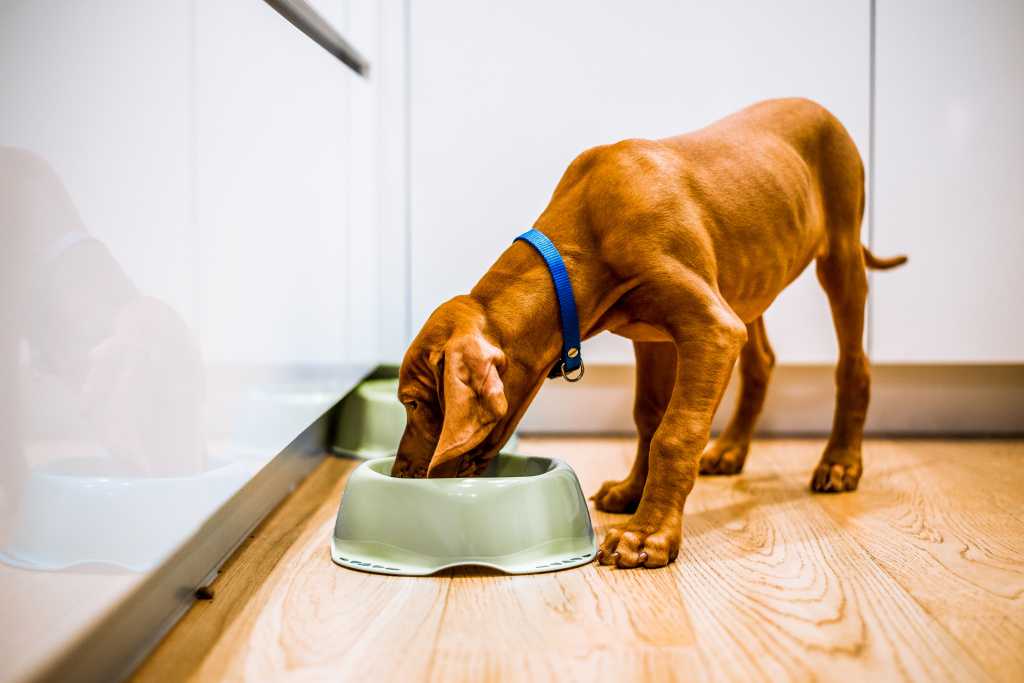 Какими кашами кормить собаку для набора веса