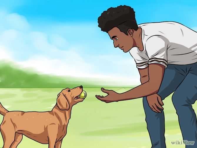 Как научить собаку приносить палку?