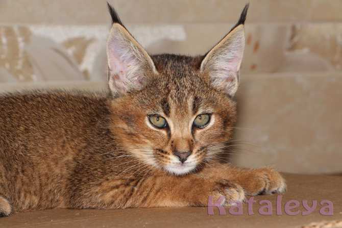 Кошка, похожая на рысь: как называется порода домашних котов с кисточками на ушах?