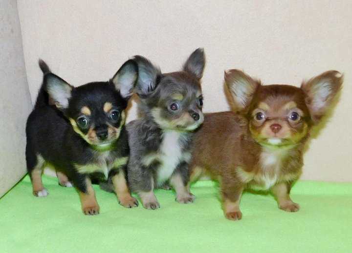 Чихуахуа: фото взрослых собак породы, как выглядят на фотографии рыжий, коричневый, мерле и черно-белый питомец