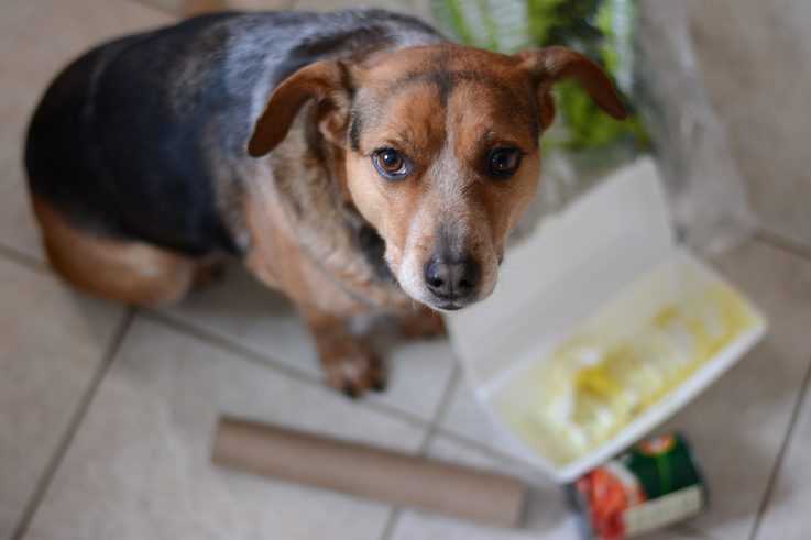 Что делать, если собака съела таблетки?