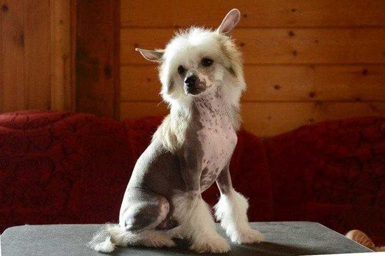 Китайская хохлатая собака — фото, описание породы, особенности голой разновидности