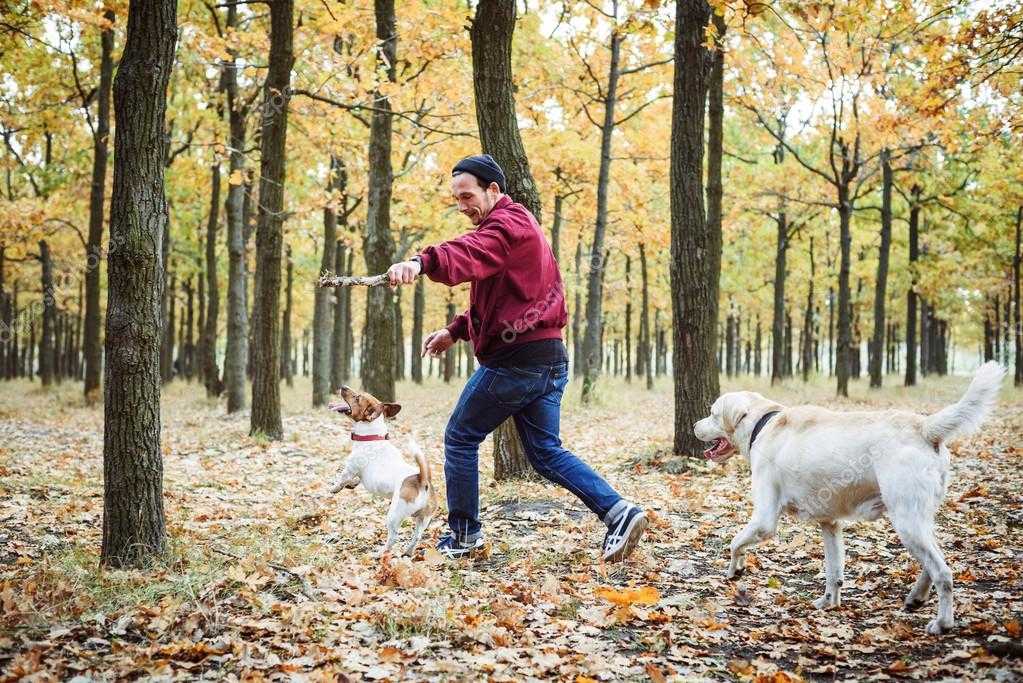 Как гулять с собакой правильно: особенности и нюансы