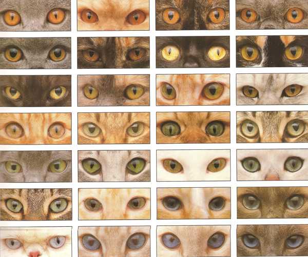 Когда у котят меняется цвет глаз — причины, расцветки, стандарты