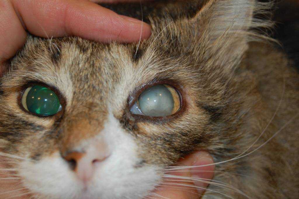 При осмотре ветеринар может оказать помощь, но не всегда удается спасти этот орган. В этих случаях может потребоваться удаление глаза у кошки.