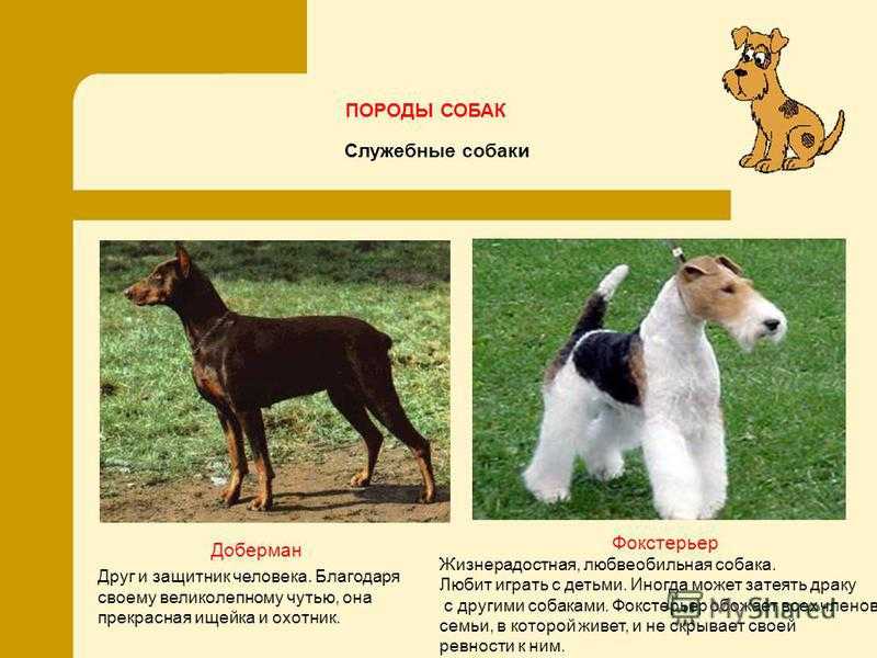 Фокстерьер: все о собаке, фото, описание породы, характер, цена