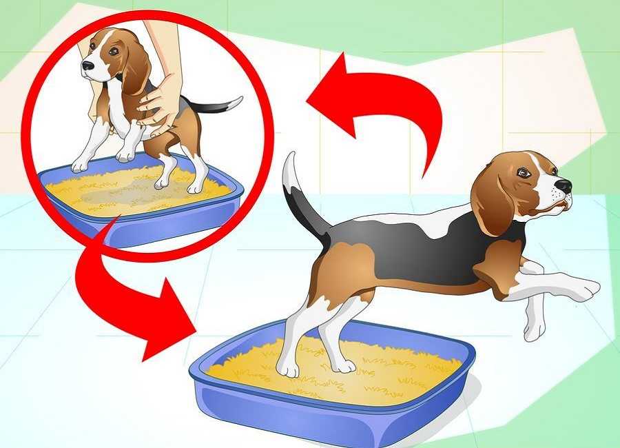 Кормление собаки кормами. что лучше выбрать: сухой корм или консервы для собак?