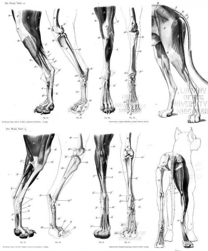 Анатомия и особенности строения скелета кошки, роль в работе органов