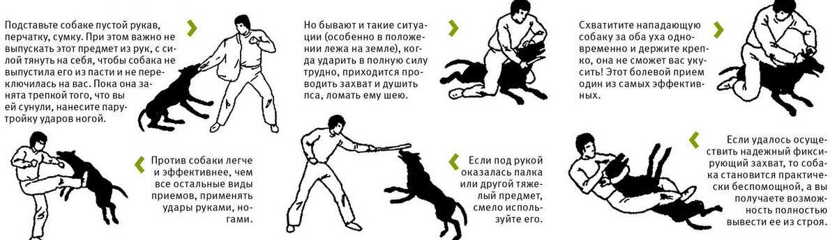 Как правильно наказывать собаку