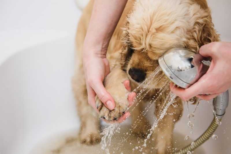 Как мыть собаку?