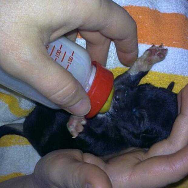 Можно кормить щенка молоком. Искусственное вскармливание щенков. Искусственное вскармливание новорожденных щенков. Новорожденный щенок. Выкармливание новорожденных щенков.