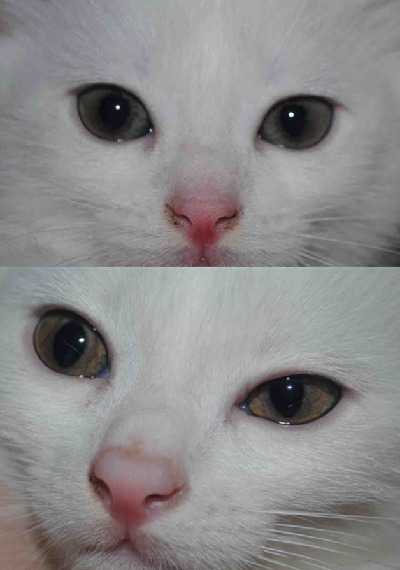 Когда у котят меняется цвет глаз: причины, расцветки, стандарты