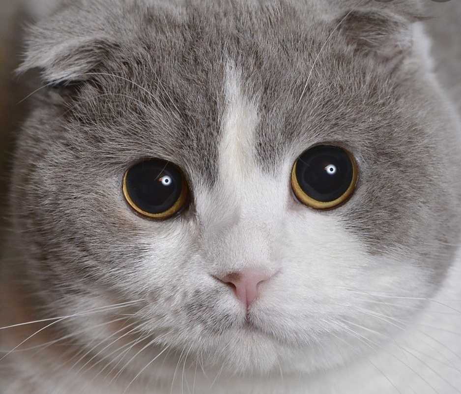 16 пород домашних кошек, о которых вы, скорее всего, никогда не слышали: объясняем по порядку