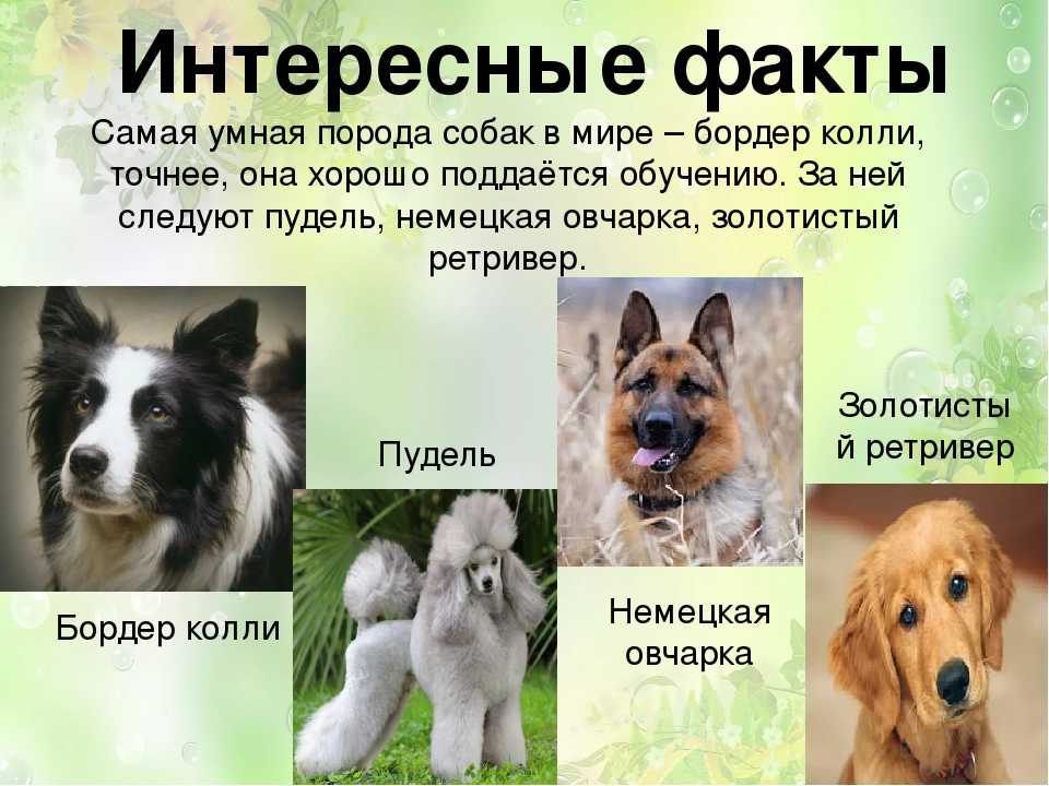 Породы собак для квартиры: спокойные, недорогие, умные, самые здоровые, охранные (фото с названиями) питомцы, которых лучше завести для содержания дома. топ