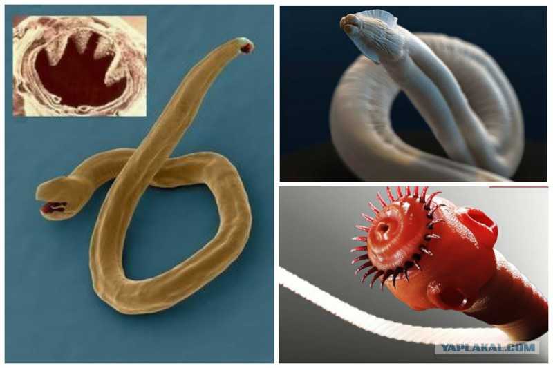 Глисты – это паразитические черви, которые пагубно влияют на организм человека и животного. Если у кота глисты что делать