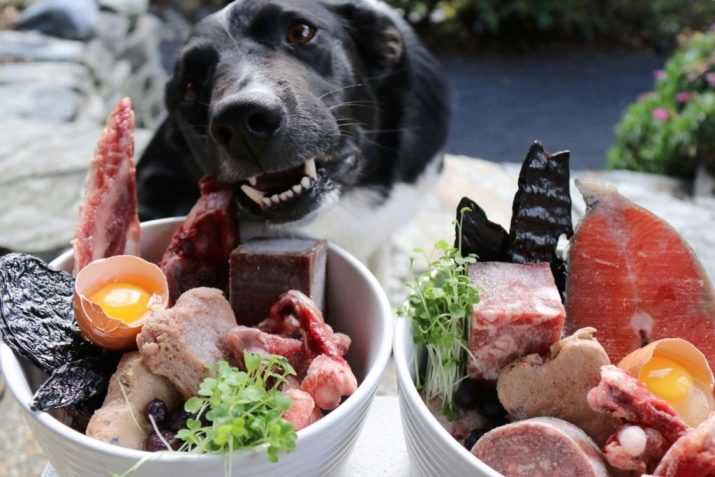 Чем кормит щенка японского хина