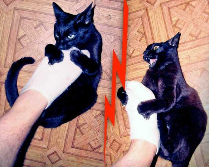 Почему котенок царапается и кусается? ответ | блог ветклиники "беланта"