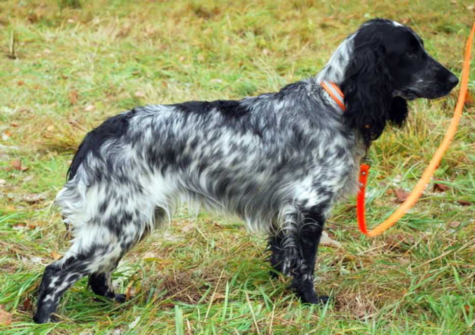 Русский охотничий спаниель: описание породы собак с фото и видео