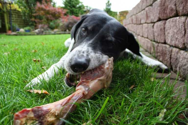 5 возможных причин, почему собака ест траву и что делать