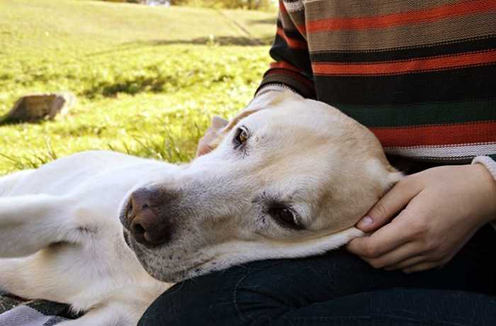 Бруцеллез у собак: симптомы, диагностика и лечение | блог ветклиники "беланта"