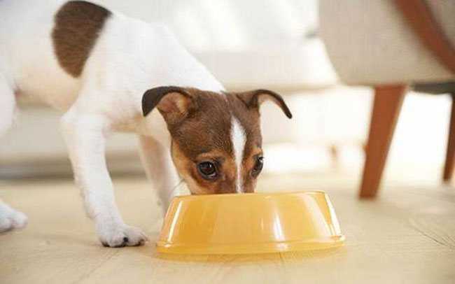 Как правильно кормить собаку сухим кормом: размер порции и инструкция по кормлению щенков, взрослых или беременных собак