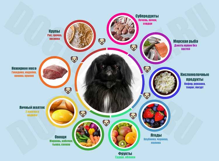 Как правильно кормить свою собаку натуральной пищей?