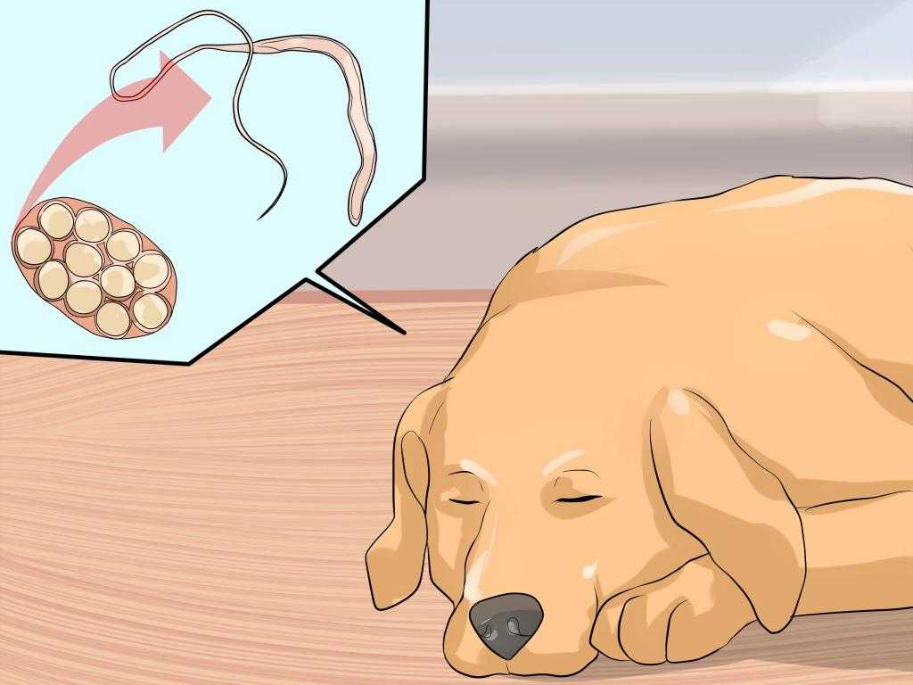 Что делать, если собака задыхается