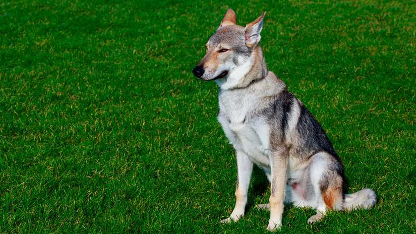 Чехословацкая волчья собака 🐶 фото, описание, характер, факты, плюсы, минусы собаки ✔