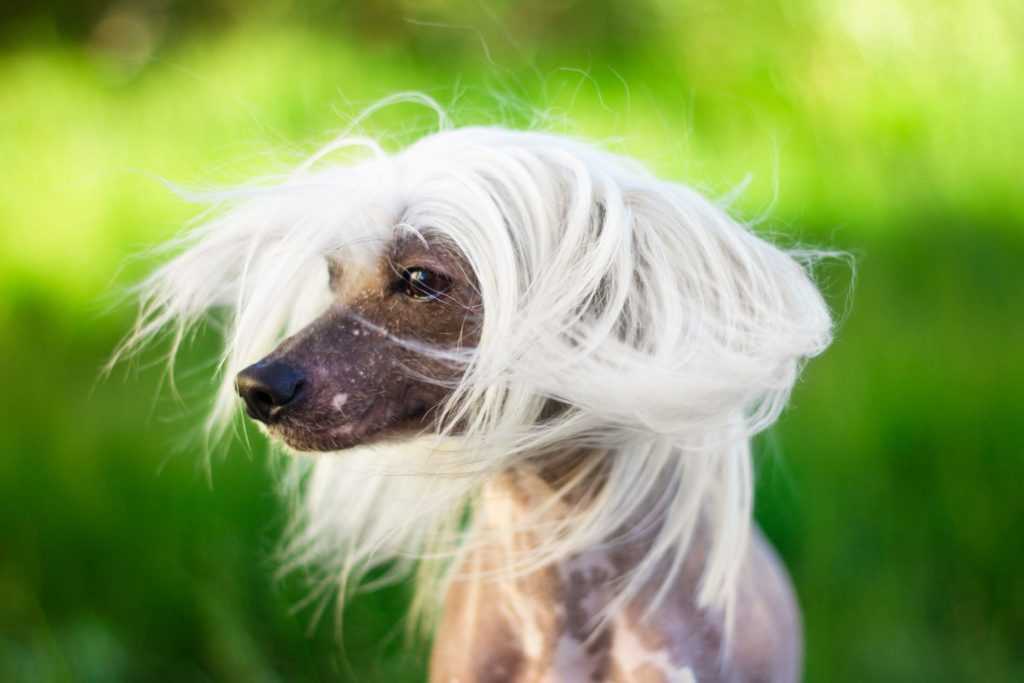 Порода собак китайская хохлатая собака. может ли быть красивой голая или даже лысая собака?