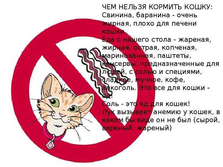 Почему кастрированным котам нельзя есть рыбу - oozoo.ru