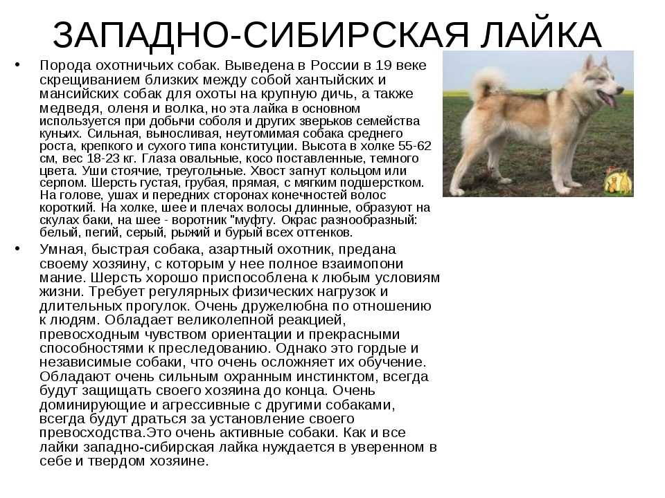 Западно-сибирская лайка собака. описание, особенности, уход и цена породы | живность.ру