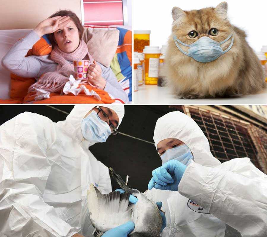 Если вы владелец кота, то наверняка неоднократно задавались вопросом, может ли кот заразится гриппом от человека На этот вопрос мы и постараемся