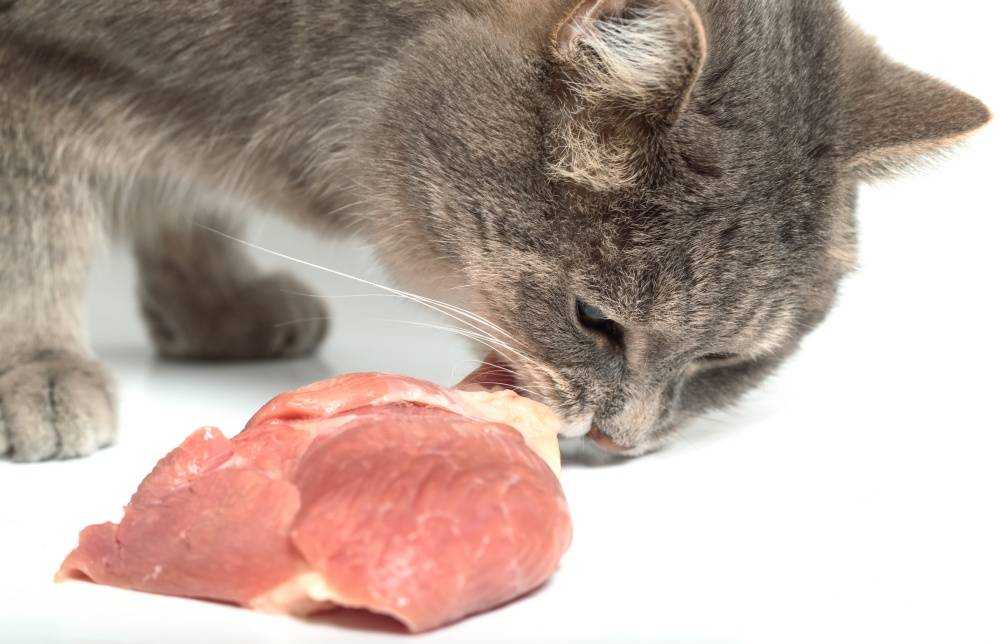 Можно ли кошке сырое мясо – советы и рекомендации
