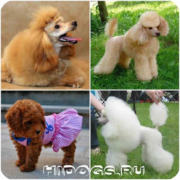 Пудель: описание породы, характер собаки и щенка, фото, цена