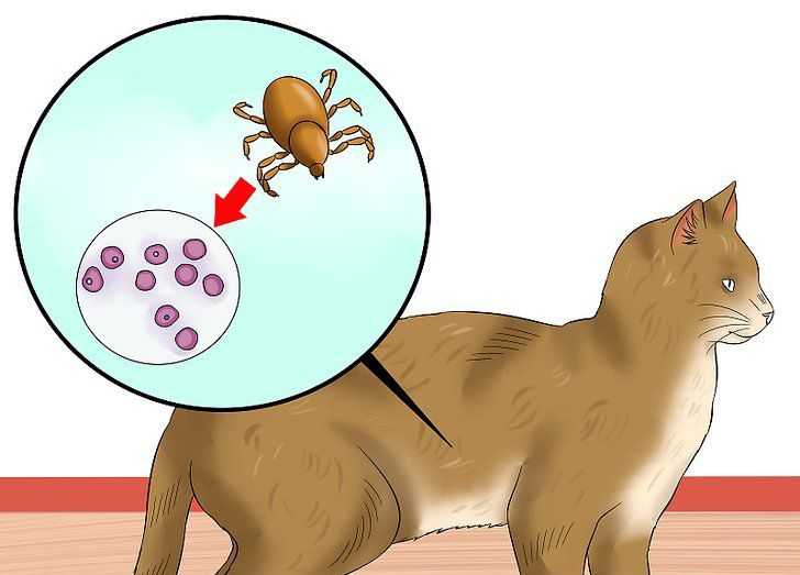 Гемолитическая анемия у собаки