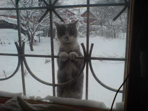 При какой температуре кошки могут выжить на улице, мерзнут ли они зимой?