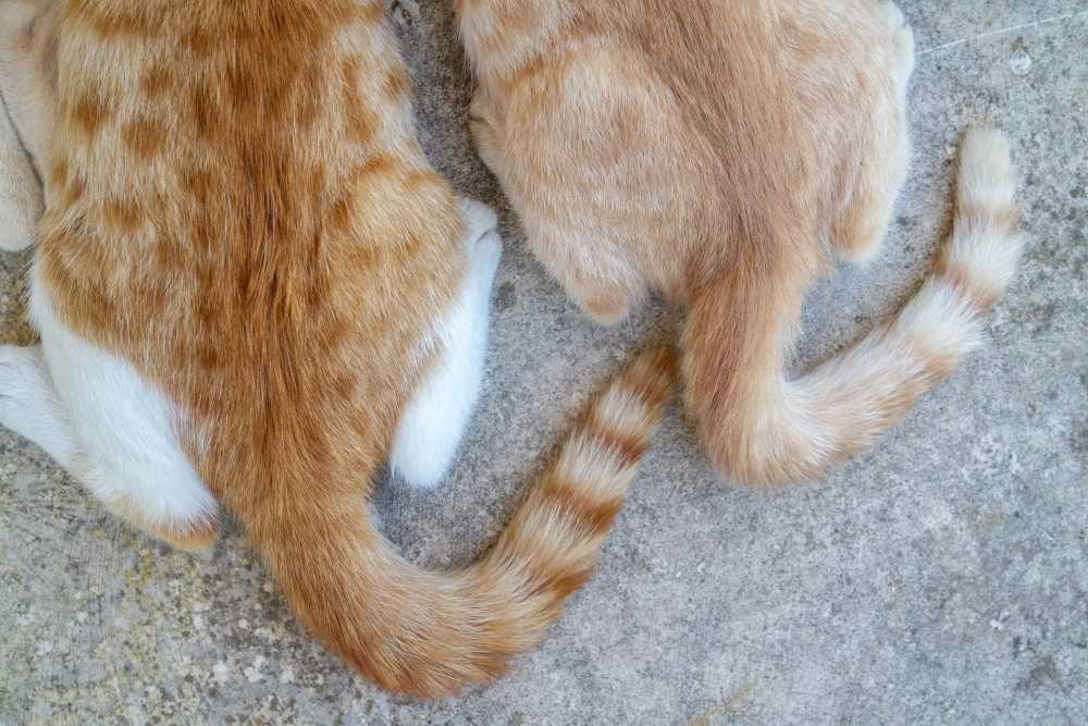 У кота болит лапа хромает, что делать если у кота болит задняя лапа