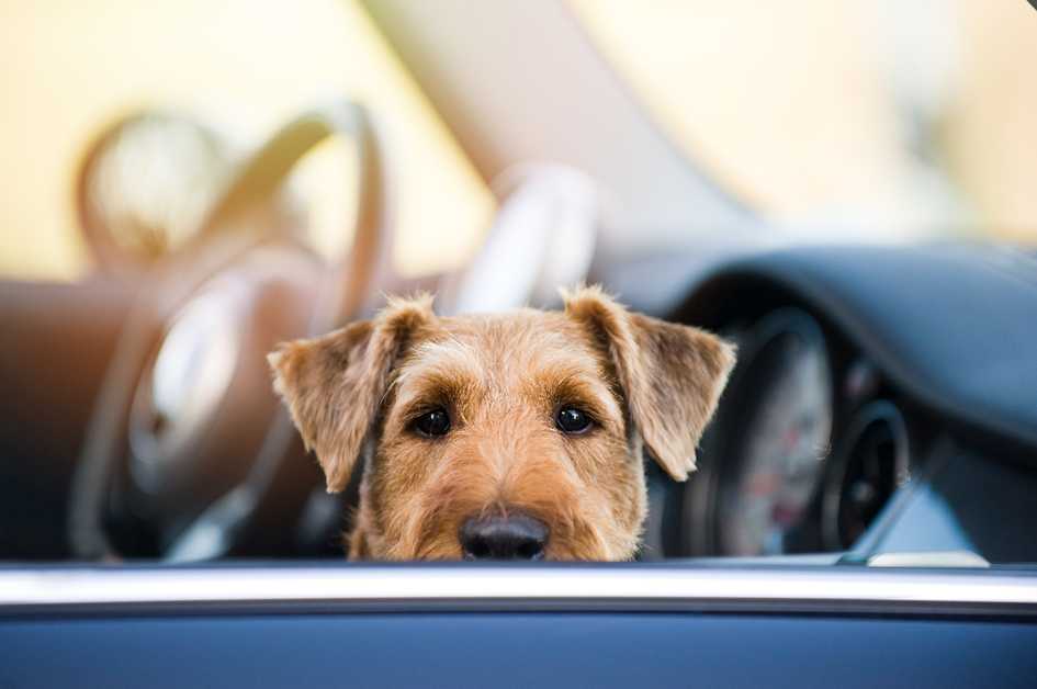 Как отучить собаку бросаться на машины? советы кинолога на petstory