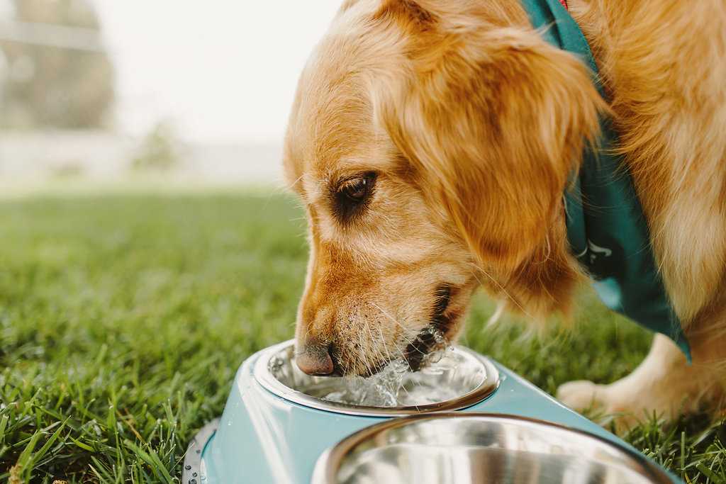 Собаку тошнит слизью: причины, диагностика, лечение, осложнения | блог ветклиники "беланта"