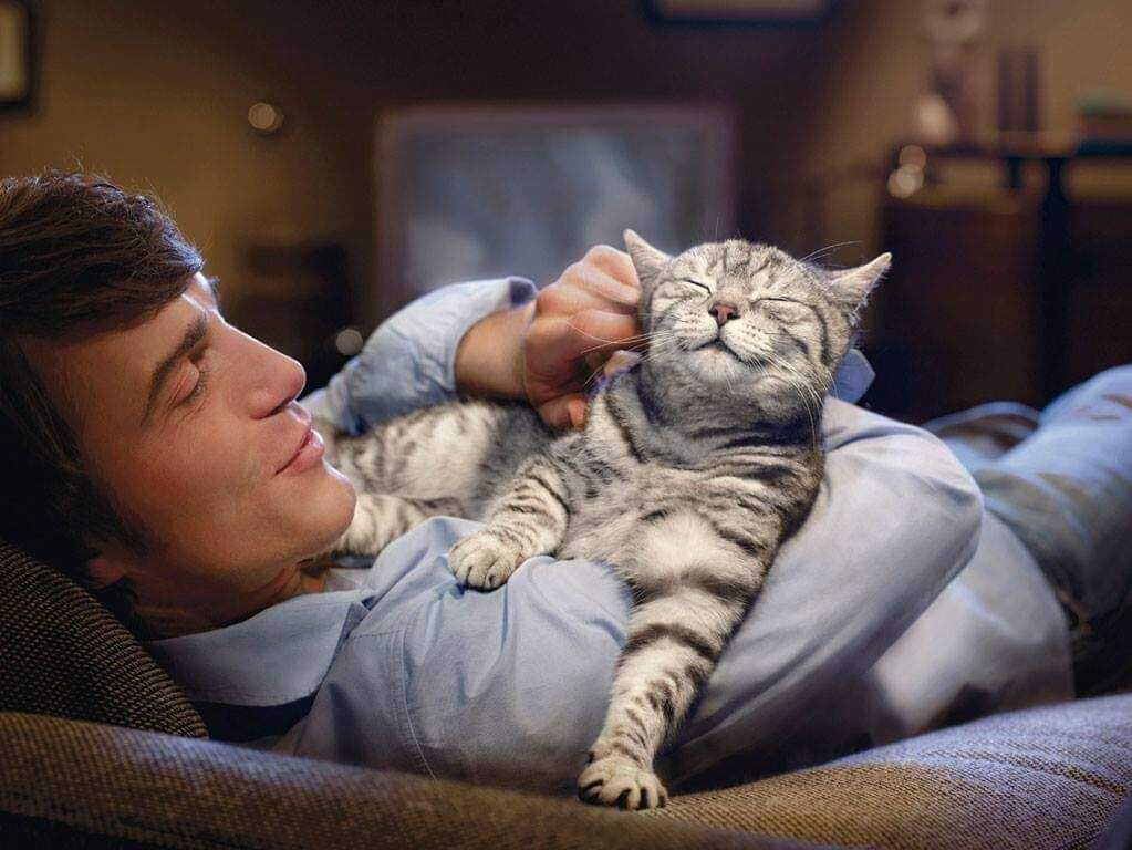 Как кошки и коты показывают свои чувства к хозяину: признаки кошачьей любви