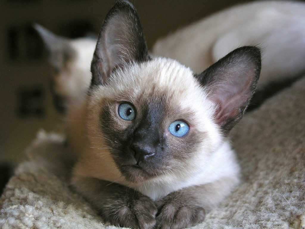 Имена (клички) для кошек девочек | редкие, красивые, легкие, как назвать