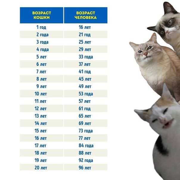 Таблица возраста кошек по человеческим меркам - сколько лет