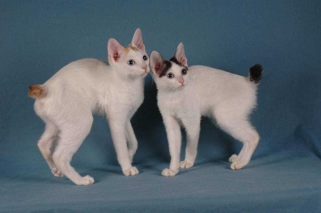 Курильский бобтейл кошка фото, отзывы владельцев, цена котят, описание породы