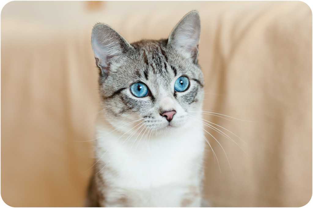 Породы кошек с зелеными глазами: фото серой кошки, агути, шиншиллы и пр.